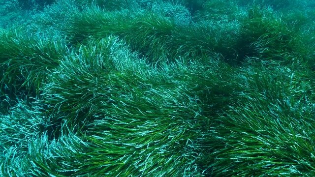 Close-up of dense thickets of green marine grass Posidonia. Slow motion, Top view on green seagrass Mediterranean Tapeweed or Neptune Grass (Posidonia). Mediterranean Sea, Cyprus