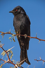 Fork-tailed Drongo Dicrurus adsimilis 4853