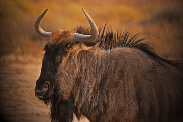 Kalahari Wildebeest  4913