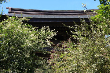 鎌倉海蔵寺。ハギ。