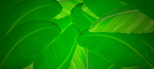 Group of big green banana leaves  in sunshine abstract banana leaf texture, tropical leaf foliage nature dark green background