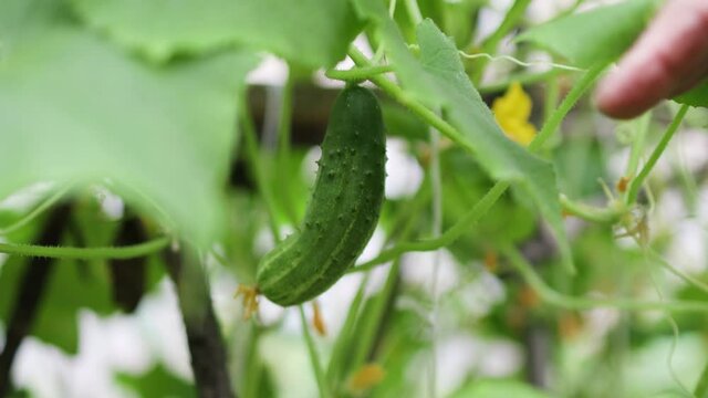 Fresh organic cucumber on plant ready for harvesting process