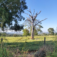 trees in the field