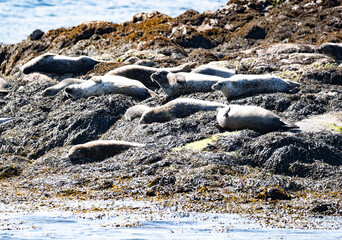 Seals on seal island