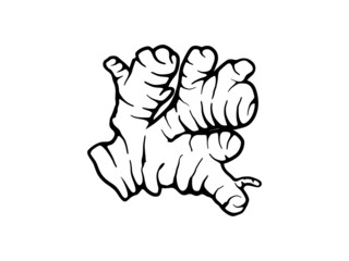 ginger icon vector hand drawing art