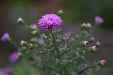 Blühende Aster novi-belgii 'Karminkuppel' - Glattblatt-Aster