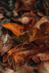 Orange and brown fallen wet leaves lying on the ground after rain. Amazing Autumn colors. Vertical