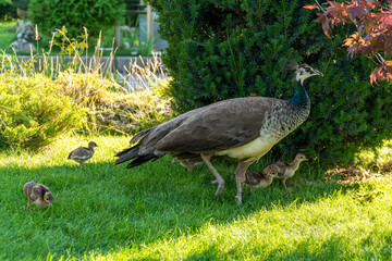 A female peacock with small peacocks walks in the park.