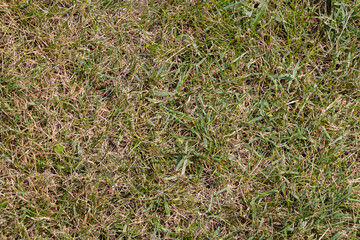 Texture of yellow-green meadow grass for background. Sample. Close-up.