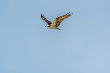Osprey in flight with wings outstretched