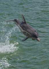 A bottlenose dolphin jumping out of the water