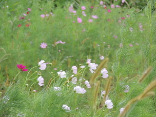 바람과 코스모스