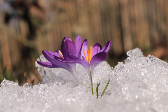 Przełom zimy i wiosny. Krokusy.