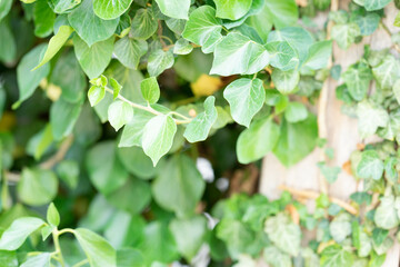 Natur - Blumen - Bl&auml;tter - Bl&uuml;ten - B&auml;ume