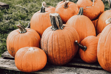 Pumpkin patch on grass and palets Hope at Miami Lakes United Methodist Church