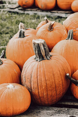 Pumpkin patch on grass and palets Hope at Miami Lakes United Methodist Church