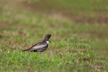 Ring Ouzel (Turdus torquatus) walking on grass