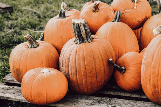 Pumpkin patch on grass and palets Hope at Miami Lakes United Methodist Church