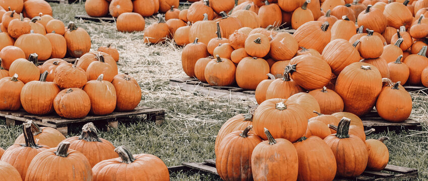 Pumpkin patch on grass and palets Hope at Miami Lakes United Methodist Church