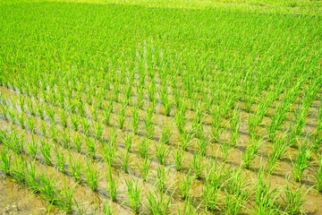 Fresh green summer rice paddy field in Kochi, Japan - 日本 高知県 水田 