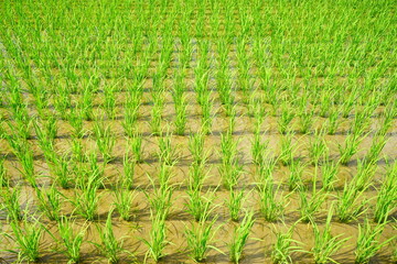 Fresh green summer rice paddy field in Kochi, Japan - 日本 高知県 水田 