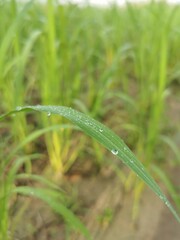 dew on the grass