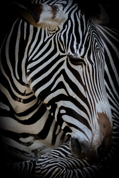 portrait of a black and whit zibra