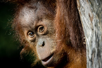 a Baby orangutan hanging from a tree - obrazy, fototapety, plakaty