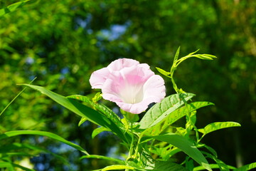Bindweed, Pink Flower blooming - 昼顔 ピンク色 アサガオ 花