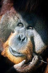 a large male urangutan scratching his face