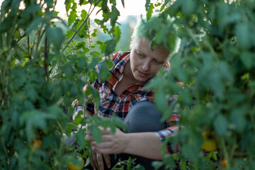 Woman with green hair in plaid shirt harvests tomatoes in vegetable garden