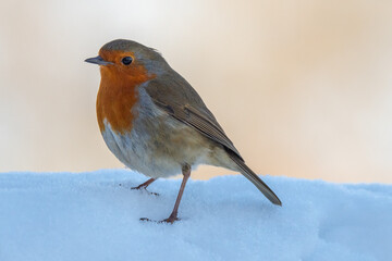 Festive image of a European Robin (Erithacus rubecula) standing in snow.