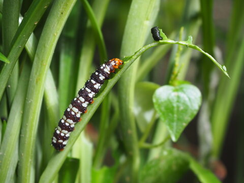 Caterpillars (Amaryllis Borer Moth,brithys crini) eating leaves deliciously