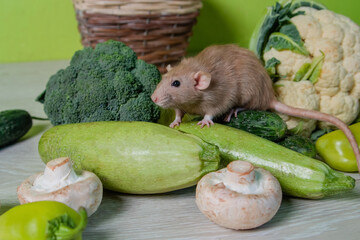 The beige decorative dumbo rat sits on vegetables. A cute mouse sniffs cauliflower and broccoli....