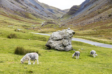 Herdwick sheep grazing in Honister Pass in the English Lake District, Cumbria UK