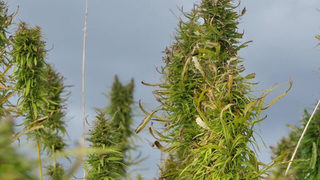 Narcotic marijuana plants in agricultural field outdoors. Medicinal cannabis field cultivation. Illegal narco weed plantation growing outdoors 