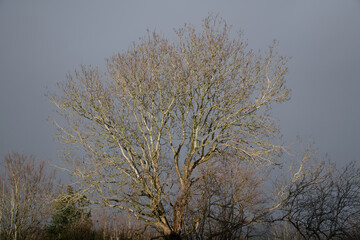Frost covered winter trees photographed in Oxfordshire, England