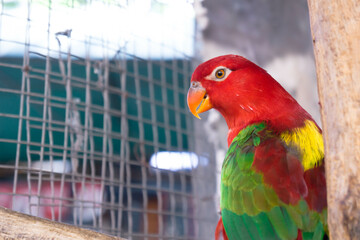 parrot in cage