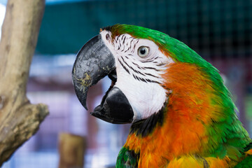 blue and yellow macaw ara © Panwadee