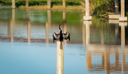 Anhinga drying wings on post at Sweetwater Wetlands in Gainesville Florida.