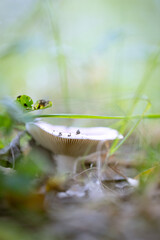 Mushroom in the grass grows in the forest
