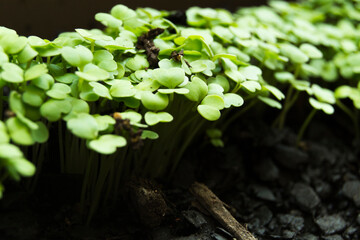 planting basil in the garden