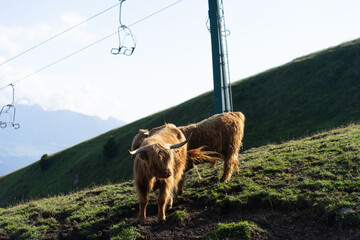 hairy upland cow on lush alpine pasture high up on Seceda in the Italian Dolomites