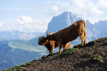 hairy upland cow on lush alpine pasture high up on Seceda in the Italian Dolomites