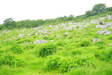 Obraz premium Beautiful Outdoor Green Field View of Shikoku Karst Natural Park in Kochi, Shikoku, Japan - 日本 高知県 四国カルスト 姫鶴平の高原 