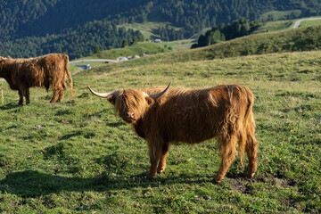 hairy upland cow on lush alpine pasture high up on Seceda in the Italian Dolomites