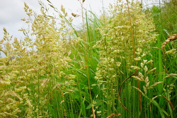 Green Bromus catharticus (Rescue bromus) in summer, Fresh Green Grasses Image - イヌムギ 初夏の草原