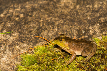 Mink Frog (Lithobates septentrionalis)