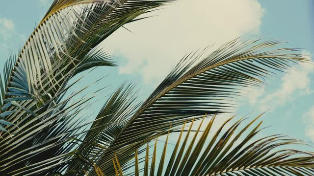Palm leaves sway in the wind against a background of blue sky with clouds on a sunny summer day