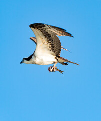 Osprey Fishing Eagle fishing at Lake Acworth in Georgia.